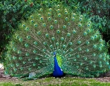 Обыкновенный павлин: описание породы птиц, внешний вид и фото | ZOODOM